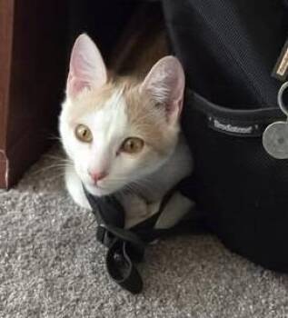 Domestic Short Hair Cats Available for Adoption - Marcos | PetCurious