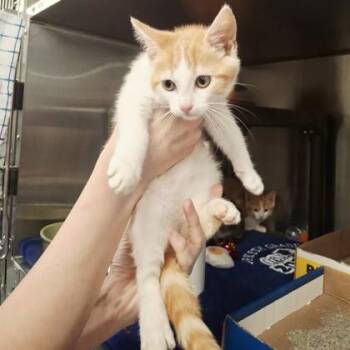 Alexis -  Domestic Short Hair Cat Available for Adoption in Voorhees Township, New Jersey - Alexis | PetCurious