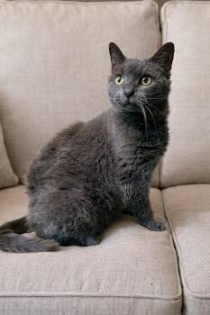 Domestic Short Hair Cats Available for Adoption - Astoria | PetCurious