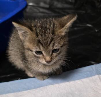Gerald-Q -  Domestic Short Hair Cat for Adoption in Metamora, Illinois - Gerald-Q | PetCurious