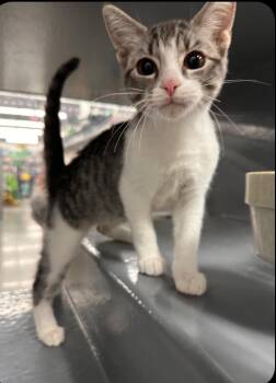 Rescue Domestic Short Hair Cats for Adoption in Spring, Texas - Hummus - Riley Fuzzel Petsmart | PetCurious