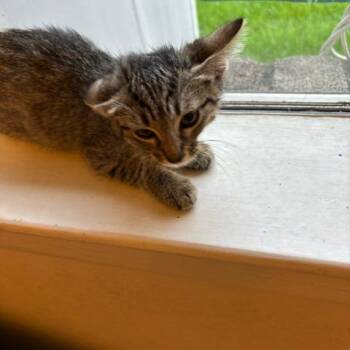 Colette -  Domestic Short Hair Cat for Adoption in League City, Texas - Colette | PetCurious