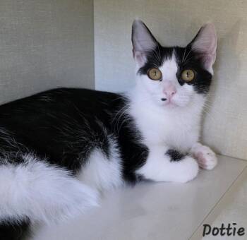 Dottie -  Domestic Medium Hair Cat for Adoption in Key Largo, Florida - Dottie | PetCurious