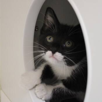 Half Pint -  Domestic Short Hair Cat Available for Adoption in Champaign, Illinois - Half Pint | PetCurious