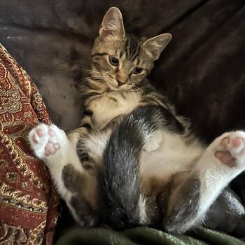 Hudson -  Domestic Short Hair Cat for Adoption in La Grange, Kentucky - Hudson | PetCurious