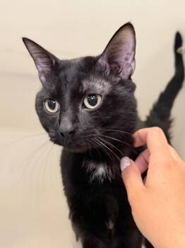 Scar -  Domestic Short Hair Cat for Adoption in Menomonie, Wisconsin - Scar | PetCurious
