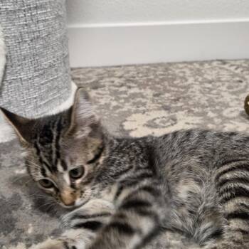 Marcus -  Domestic Short Hair Cat for Adoption in Bismarck, North Dakota - Marcus | PetCurious