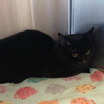 Oliver -  Domestic Short Hair Cat for Adoption in Indiana, Pennsylvania - Oliver | PetCurious