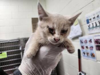 CREME FRAICHE -  Domestic Short Hair Cat for Adoption in Santa Fe, New Mexico - CREME FRAICHE | PetCurious