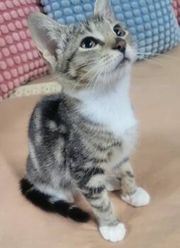 Rescue Domestic Short Hair Cats for Adoption in East Hanover, New Jersey - Chester | PetCurious