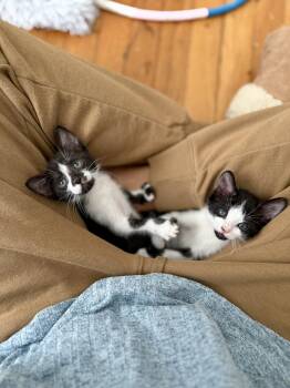 Domestic Short Hair Cats Available for Adoption - Neptune And Mars  | PetCurious