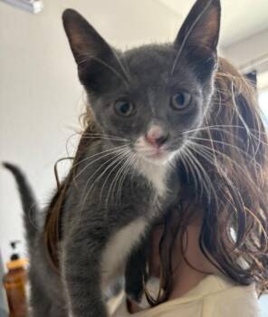 Smokey - Singleton -  Russian Blue Cat for Adoption in Anthem, Arizona - Smokey - Singleton | PetCurious