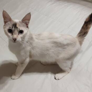Lexi -  Domestic Short Hair and Siamese Cat for Adoption in Overland Park, Kansas - Lexi | PetCurious