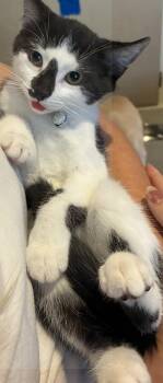 Rescue American Shorthair Cats for Adoption in Rochester, New York - Bolt | PetCurious