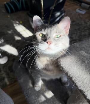 Manx and Dilute Tortoiseshell Cats Available for Adoption in Cottonwood Heights, Utah - Sassy | PetCurious