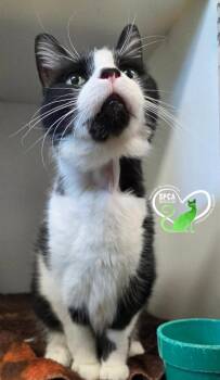 Ricardo -  Domestic Short Hair Cat for Adoption in Delson, Quebec - Ricardo | PetCurious