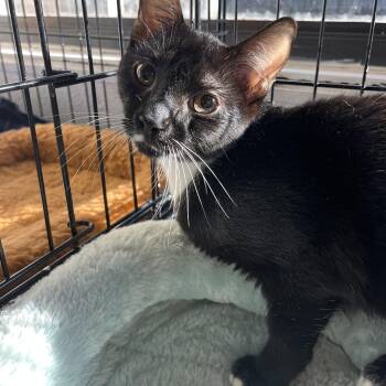 Domestic Short Hair Cats Available for Adoption - Moxie 8305 | PetCurious