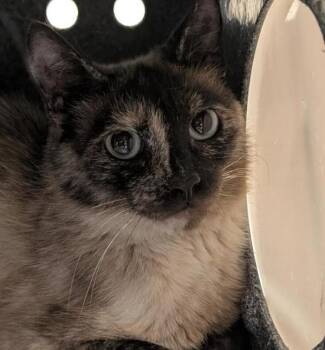 Rescue Domestic Short Hair Cats for Adoption in Pocatello, Idaho - Gravy 44797 | PetCurious