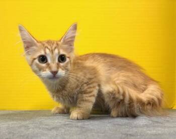 Panini -  Domestic Short Hair Cat for Adoption in Hawk Point, Missouri - Panini | PetCurious