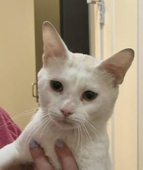 Lover 3960 -  Domestic Short Hair Cat for Adoption in Dallas, Texas - Lover 3960 | PetCurious