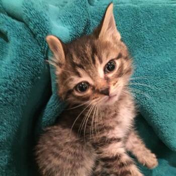 Heinrich -  Domestic Short Hair Cat for Adoption in Waldorf, Maryland - Heinrich | PetCurious