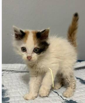 Karen -  Domestic Long Hair Cat for Adoption in Camden, Tennessee - Karen | PetCurious
