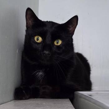 Shiloh -  Domestic Short Hair Cat Available for Adoption in Brimfield, Massachusetts - Shiloh | PetCurious