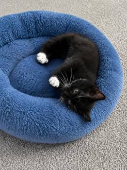 Spice Girls Litter: SPORTY SPICE -  Tuxedo and Domestic Short Hair Cat for Adoption in Hillsboro, Oregon - Spice Girls Litter: SPORTY SPICE | PetCurious