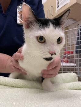 TOFY -  Domestic Short Hair Cat for Adoption in Clyde, North Carolina - TOFY | PetCurious