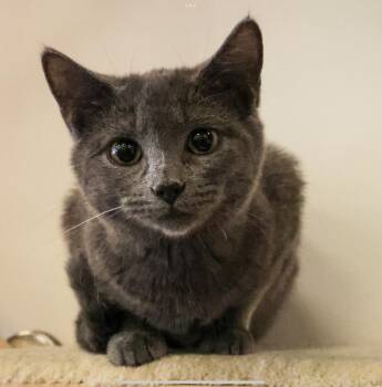 Domestic Short Hair Cats Available for Adoption - **Cat Cafe** Fig | PetCurious