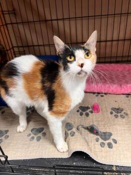 Rescue Calico Cats for Adoption in Jurupa Valley, California - Karissa | PetCurious