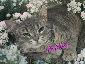 Domestic Short Hair Cats Available for Adoption in Jim Thorpe, Pennsylvania - Amber | PetCurious