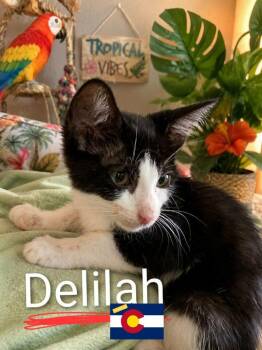 Delilah -  Domestic Short Hair Cat for Adoption in Miami, Oklahoma - Delilah | PetCurious