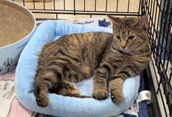 Parker -  Tabby Cat for Adoption in Farmland, Indiana - Parker | PetCurious