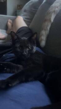 Echo -  American Shorthair Cat for Adoption in Hagaman, New York - Echo | PetCurious