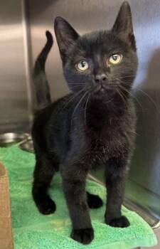 Domestic Short Hair Cats Available for Adoption in Sandusky, Ohio - CHESTER | PetCurious