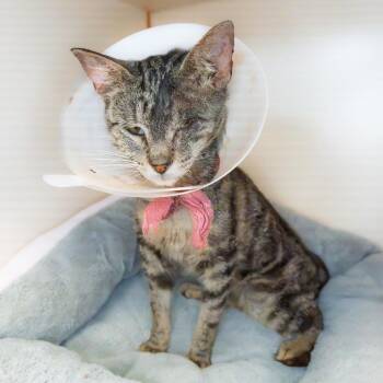 Fortune -  Domestic Short Hair Cat for Adoption in South Elgin, Illinois - Fortune | PetCurious