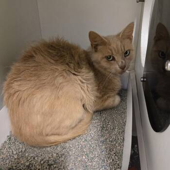 Addy -  Domestic Short Hair Cat for Adoption in Phoenixville, Pennsylvania - Addy | PetCurious