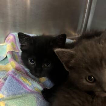 Domestic Short Hair Cats Available for Adoption in Rocky Mount, Virginia - 73/27 | PetCurious