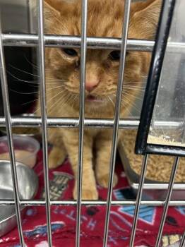 BUZZ -  Domestic Short Hair Cat for Adoption in Casper, Wyoming - BUZZ | PetCurious