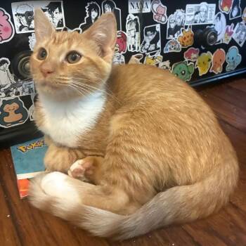 Mango -  Domestic Short Hair Cat for Adoption in Evansville, Indiana - Mango | PetCurious
