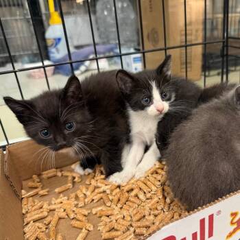 Helen of Troy -  Domestic Short Hair Cat for Adoption in Westminster, California - Helen Of Troy | PetCurious