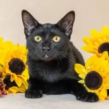 Domestic Short Hair Cats Available for Adoption - Veronica | PetCurious