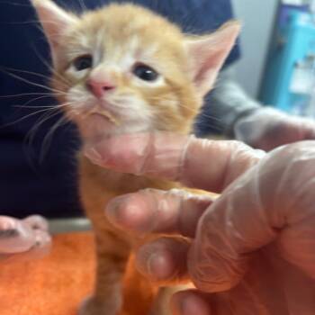 Tito -  Domestic Short Hair Cat for Adoption in Newark, New Jersey - Tito | PetCurious