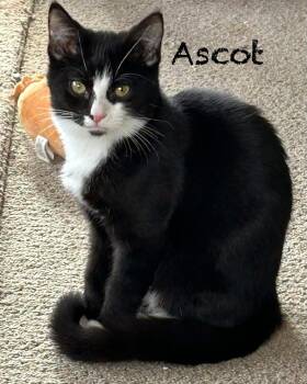 American Shorthair Cats Available for Adoption - Ascot | PetCurious