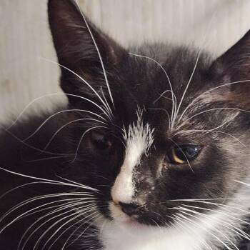 Freya K46543 -  Domestic Short Hair Cat for Adoption in Corsicana, Texas - Freya K46543 | PetCurious