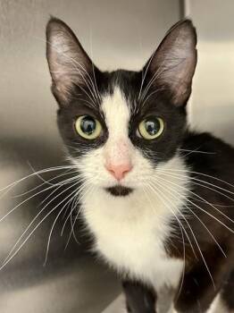 Moo Moo -  Domestic Short Hair Cat for Adoption in Wichita, Kansas - Moo Moo | PetCurious