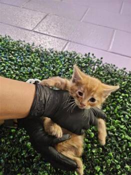 Rescue Domestic Short Hair Cats for Adoption in El Paso, Texas - 59757444 | PetCurious