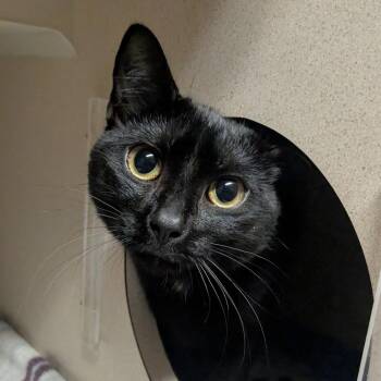 Domestic Short Hair Cats Available for Adoption in Providence, Rhode Island - Spaghetti | PetCurious
