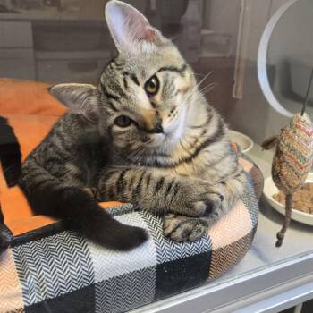 Jake -  Domestic Short Hair Cat for Adoption in Washougal, Washington - Jake | PetCurious